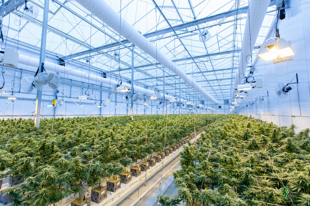 Importação de Cannabis Medicinal: Como Obter Autorização da Anvisa | Pimentel França