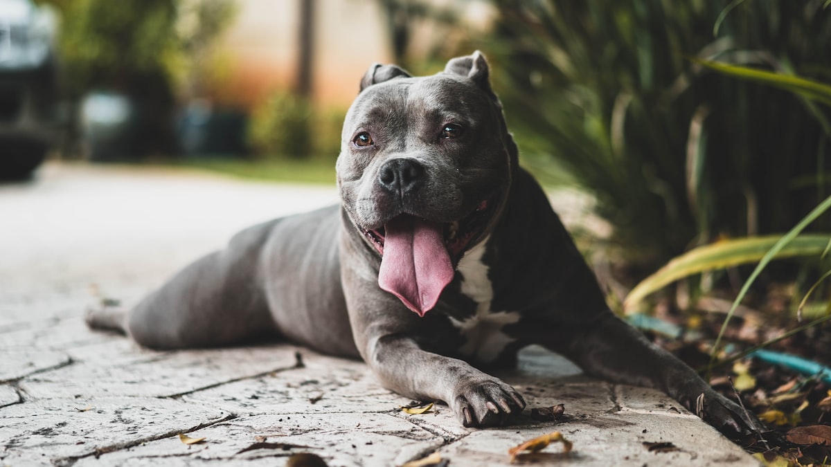 Dono de pitbulls que escaparam de casa é condenado a indenizar vítima de ataque