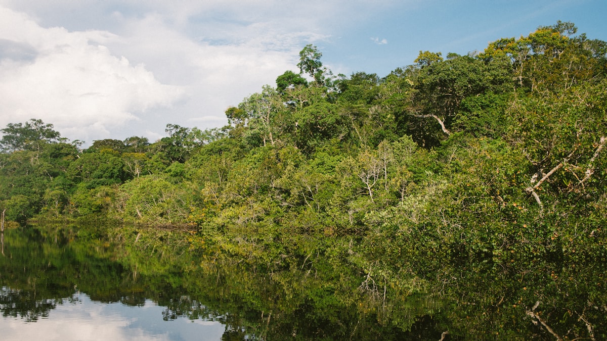 Área de preservação florestal no Brasil