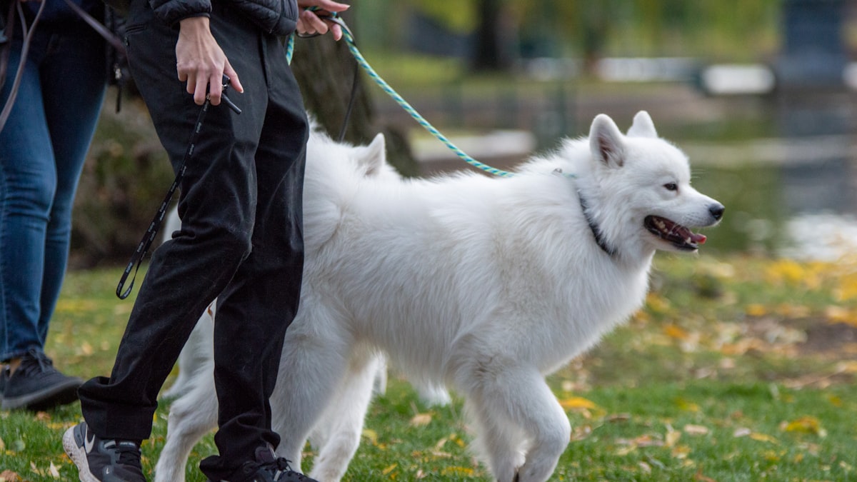 Tutor conduzindo cachorro com guia em via pública