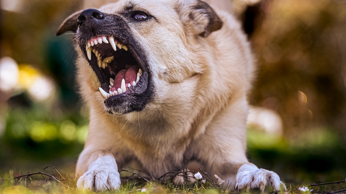 Ferimento na perna causado por mordida de cachorro
