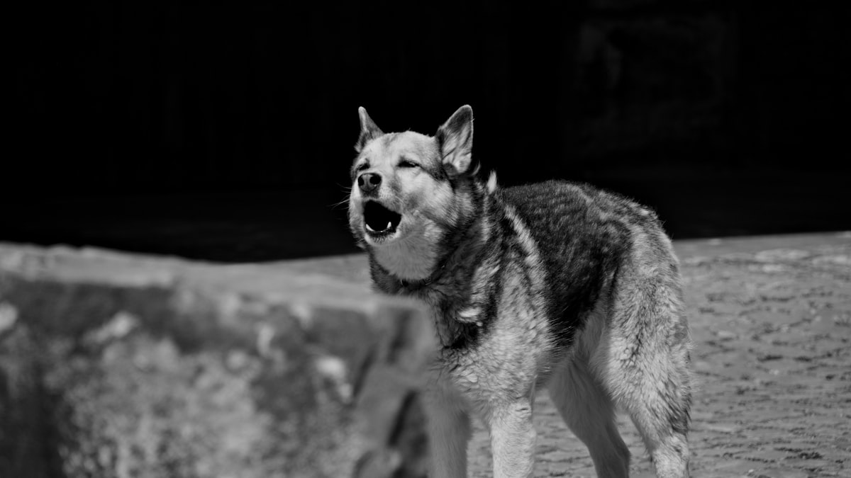 Cachorro latindo em varanda de apartamento e vizinho incomodado