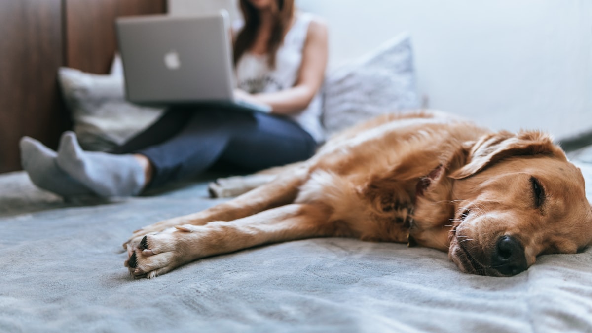 Tutor realizando adestramento doméstico para reduzir latidos