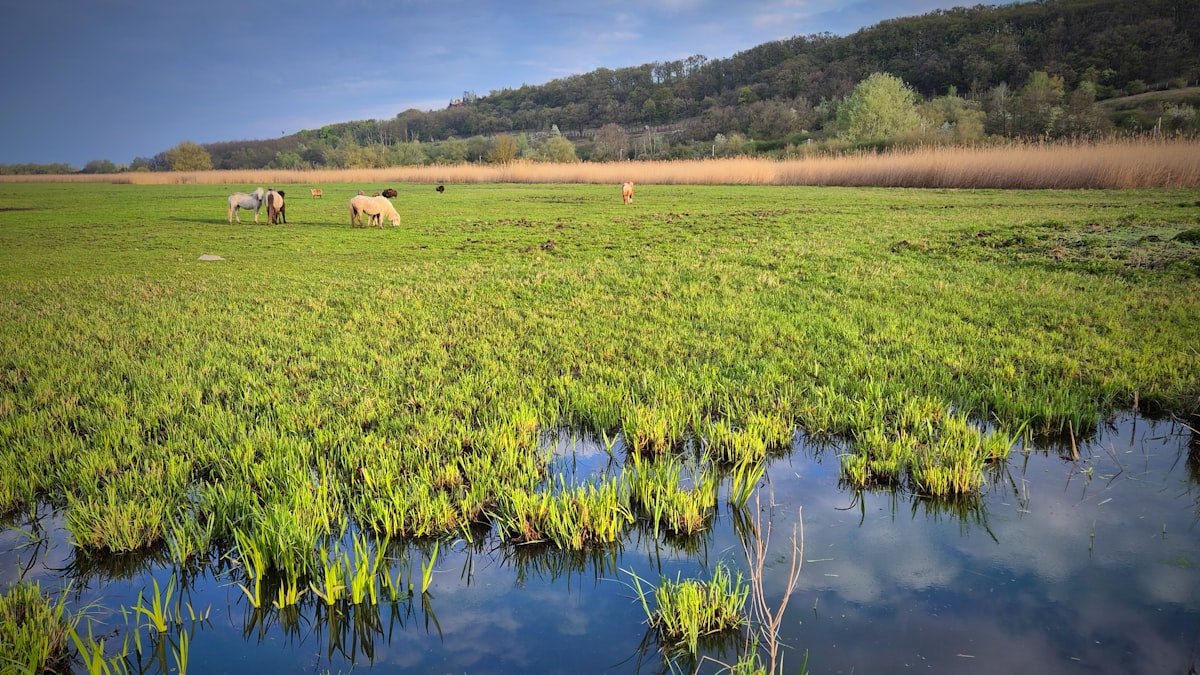 Plantação rural alagada após enchente afetando a colheita