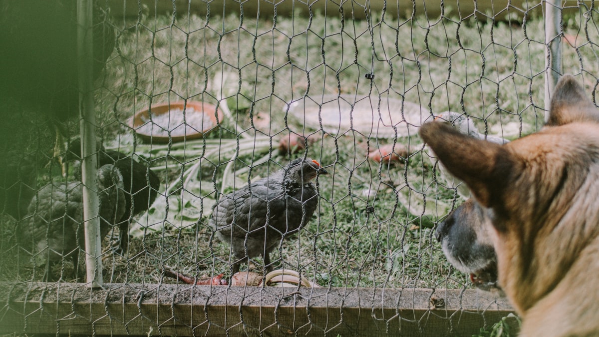 Criador mostra cercado de galinheiro após ataque de cão vizinho