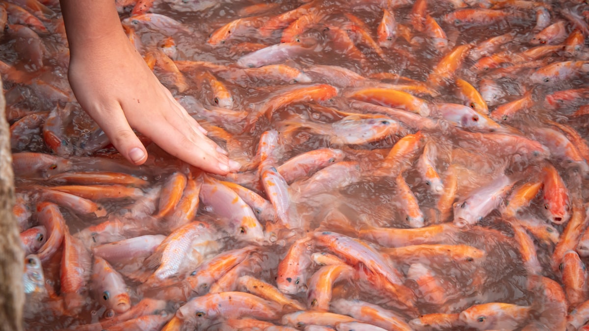 Tanque de piscicultura com morte peixes vazamento causado por esgoto doméstico