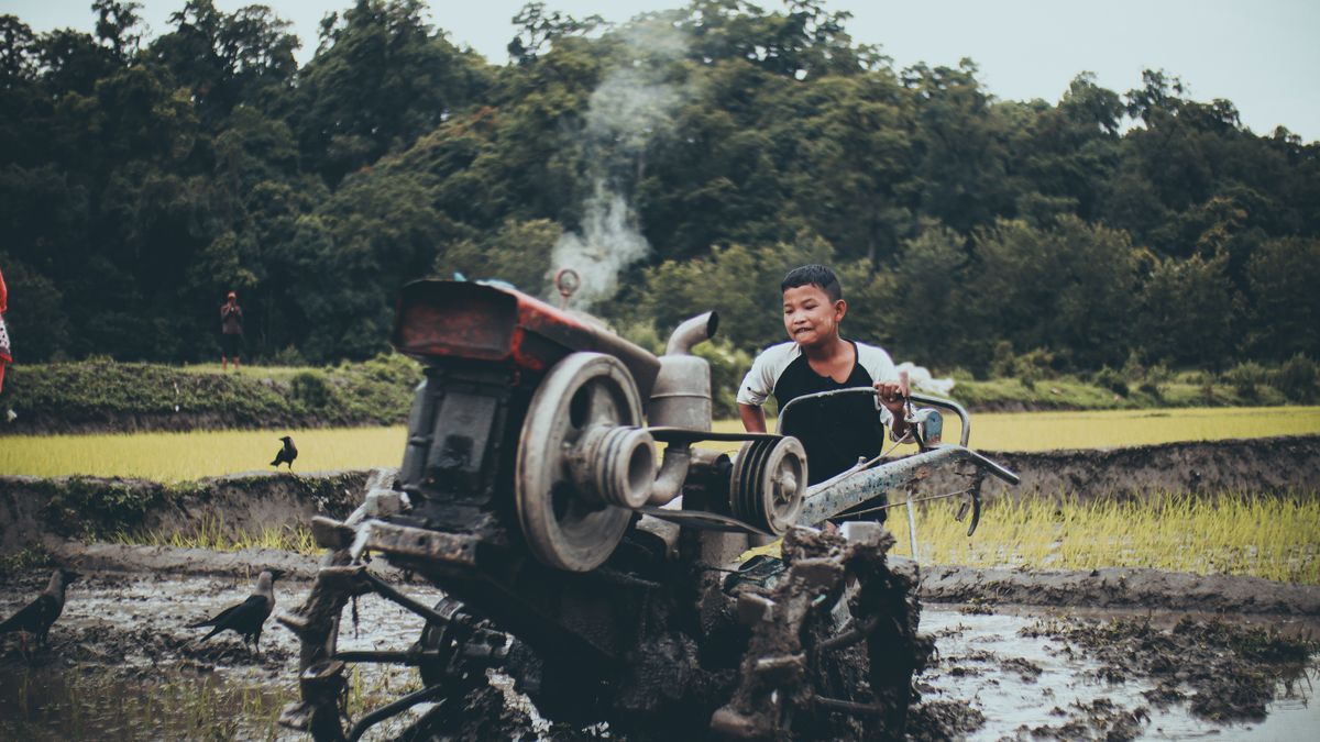 Jovem ajudando em colheita rural com ferramentas simples ao entardecer